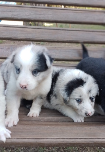 Border Collie Macho Exótico. Precio De Seña 