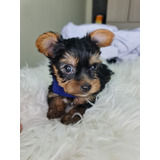 Hermosos Yorkie Machos No Adopcion Informes  3132742463