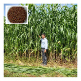 Sorgo Forrageiro Gigante 5-kg Tipo Boliviano! Envio Já