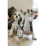 Perros Cachorros Beagle Bigol Bigitoy Mini Perritos Puppy