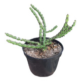 Planta Suculenta Rara De Colecionador Euphorbia Gracilirama 