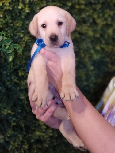 Cachorros Labradores Negros , Arena