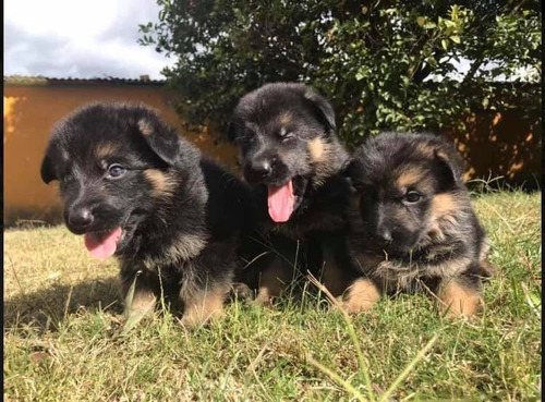 Cachorros Pastor Aleman