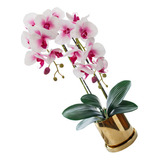 . Orquídea Phalaenopsis De Decoración Floral Vívida De .