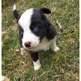 Cachorros Border Collie 