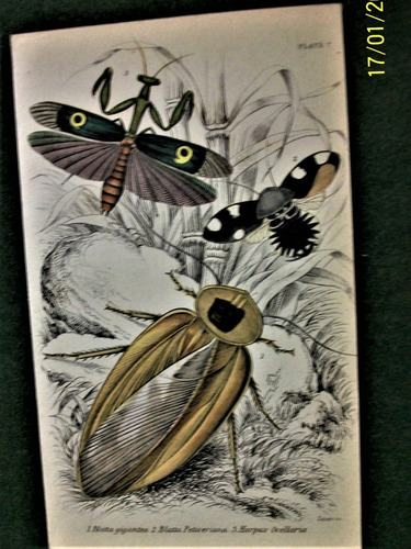 Insectos Grabado Coloreado 10 X 16,50 Edimburgo 1833 Nº  7