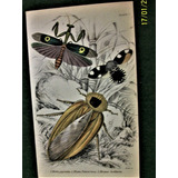 Insectos Grabado Coloreado 10 X 16,50 Edimburgo 1833 Nº  7