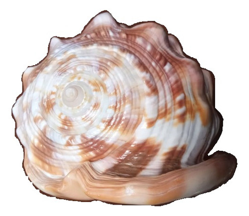 Caracol Marino Cypraecassis Rufa Boca De Buey 14 Cm 