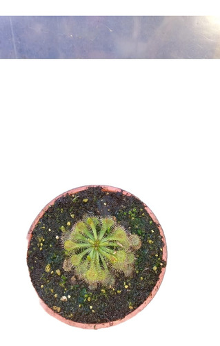 Drosera Spatulata. Envío Muy Económico Y Seguro!!!