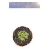 Drosera Spatulata. Envío Muy Económico Y Seguro!!!