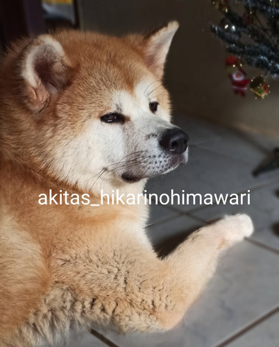 Filhote Akita Inu Macho Vermelho