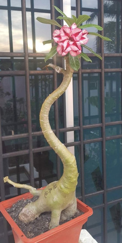 Adenium Rosa Del Desierto Bunga