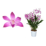 Orquídea Dendrobium Kingianum 