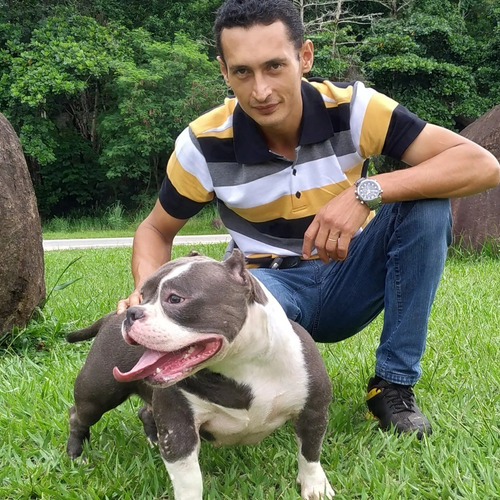 Filhote American Bully No Espirito Santo, Canil Capixaba Es