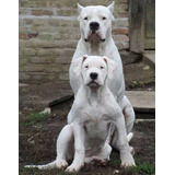 Dogo Argentino Cachorros