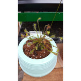 Planta Carnívora Drosera Intermedia En Maceta Autorriego !! 