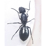 Hormiga Reina Camponotus Ovaticeps (sureña) Criadero 