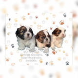 Lindos Shitzu O Shihtzu Miniaturas