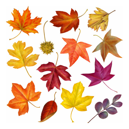 Liquidambar 40 Cm Pack De 4 Uds Gratis A Rm No  Regiones 