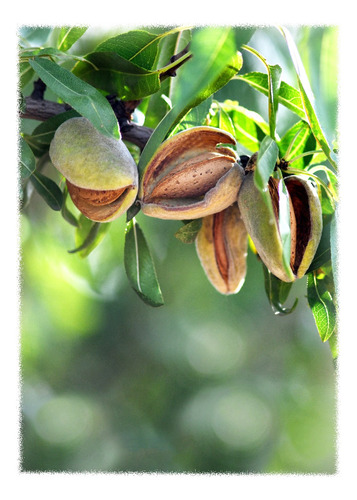 Arbol De Almendra - Almendro 2 Metros