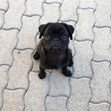 Cachorro Pug Carlino Negro!! 0