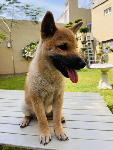 Cachorro Shiba Inu Hembra, 3 Meses De Edad | Meses sin interés
