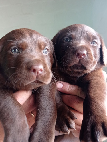 Cachorros De Labrador Chocolates