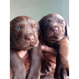 Cachorros De Labrador Chocolates