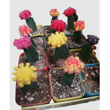 Cactus Injertados