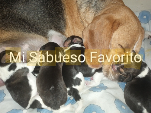 Cachorros Beagles Tricolor Con Pedigree.entrega Mayo 2024