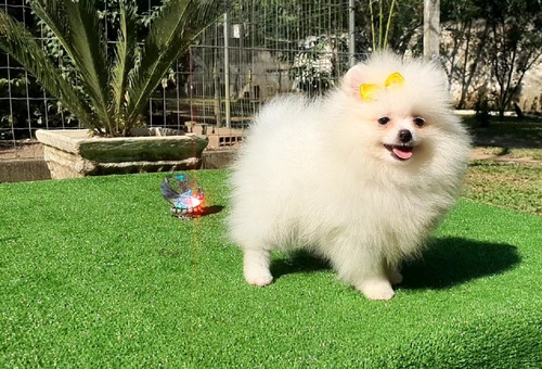 Lulu Da Pomerania Fêmea Branca - 3 Meses