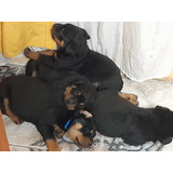 Rottweiler Cachorros Puros Con Sanidad De 10 Puntos