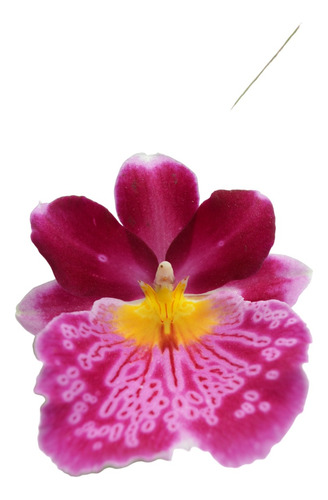 Orquidea Miltoniopsis Josefinas Sin Flor