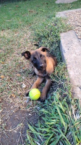 Cachorra Pastor Belga Malinois 