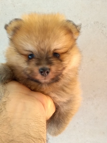 Lindo Filhote Macho De Spitz Alemão Lulu Da Pomerânia 