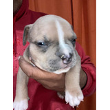 Cachorros American Bully