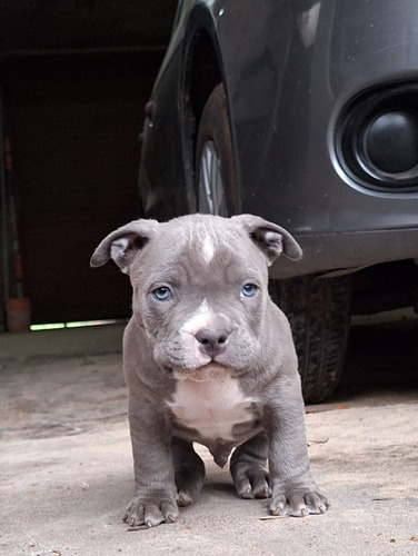 Pitbull Blue Cachorros 