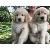 Cachorras Golden Hembritas Robustas, 100% Puras +obra Social