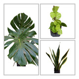 Monstera 1mt.+ Potus Lemon C/tutor+ Sansevieria Env. 4lts.