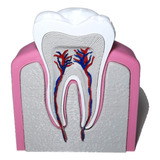 Modelo Molar Para Estudio Odontológico 