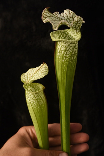 Sarracenia Leucophylla Tamaño Chico - Plantas Carnívoras
