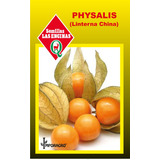 Semillas Golden Berry Physalis