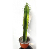 Cactus Candelabro Euphorbia - Árbol Suculento