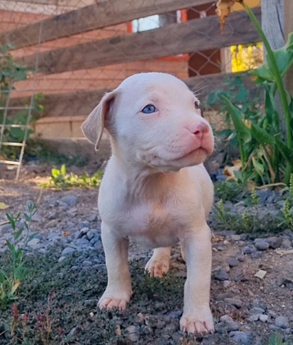 Hermosos Pitbull