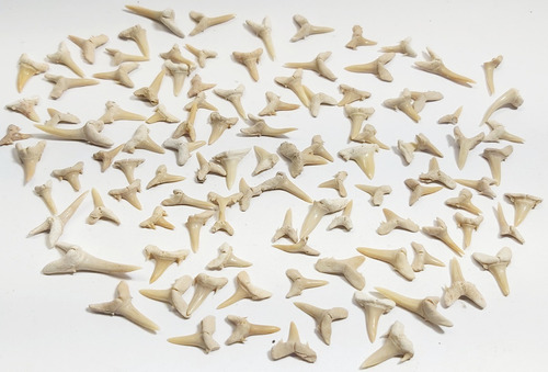Lote De 100 Dientes De Tiburón Fósiles De Marruecos 
