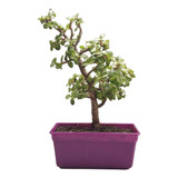 Planta Bonsai Árbol Del Dinero !!! 