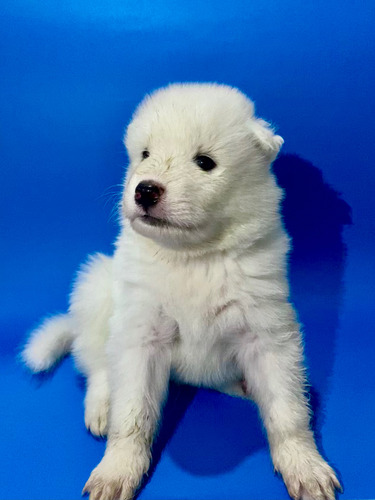 Cachorro Samoyedo