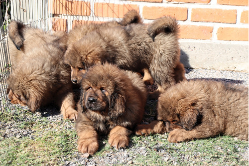 Mastin Tibetano Lineas Chinas 