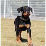 Filhotes De Doberman 