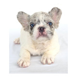 Bulldog Francés Fluffy Macho Pied Blue Merle